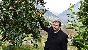 Başkan Erkoç’tan naranciye bahçelerinde inceleme