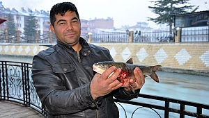 Ceyhan Nehri’nde toplu balık ölümleri yaşandı 