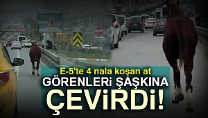 E-5'te dört nala koşan at kamerada