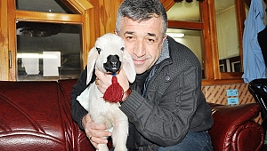 Bez bağlayıp biberonla beslediği kuzuyla 24 saatini geçiriyor 
