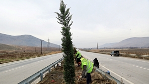 Büyükşehir’den Refüjlere 3 Bin Ağaç