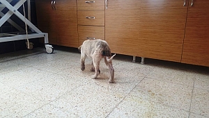 Büyükşehir’den Yaralı Köpeğe Cerrahi Müdahale