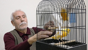 EN GÜZEL ÖTEN KANARYAYI ALMAK İÇİN YARIŞTILAR 