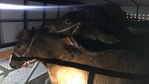 Kahramanmaraş'ta kaçak at kesimi şüphesiyle durdurulan kamyonda, 6 ata el konuldu. 