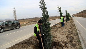 BÜYÜKŞEHİR'DEN 2 AYDA 5 BİN AĞAÇ