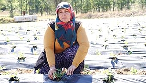 GENÇ ÇİFTÇİ PROJESİ HİBE DESTEĞİ BAŞVURULARI BAŞLIYOR