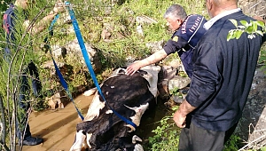 DEREYE DÜŞEN İNEK 3 SAATLİK OPERASYONLA KURTARILDI 