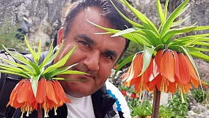 KAHRAMANMARAŞ'TA TERS LALELER KATLEDİLİYOR 
