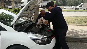 OTOMOBİLİN MOTOR KISMINA SIKIŞAN KEDİ İÇİN İTFAİYE SEFERBER OLDU 