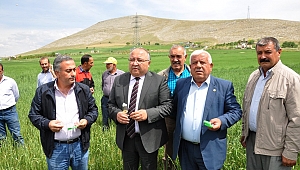 SÜNEYLE MÜCADELE İÇİN 160 BİN FAYDALI BÖCEK DOĞAYA SALINDI 