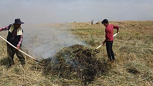 KAHRAMANMARAŞ'TA FİRİK BUĞDAYI HASADI BAŞLADI 