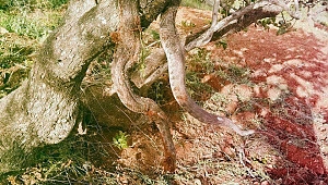 KAHRAMANMARAŞ'TA YILAN PANİĞİ 