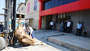 ERDOĞAN'IN SEÇİM ZAFERİNİ BÜYÜKBAŞ KURBAN KESEREK KUTLADI 