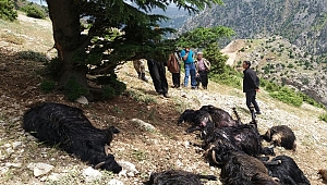 KAHRAMANMARAŞ’TA YILDIRIM DÜŞTÜ: 32 KEÇİ TELEF OLDU 