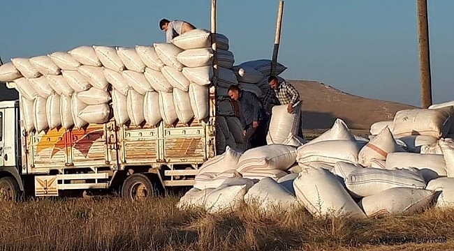 SAMAN FİYATI ARPA VE BUĞDAY İLE YARIŞIYOR