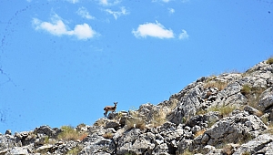 100 YIL ARADAN SONRA İLK KEZ GÖRÜLDÜLER 