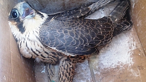 AFŞİNDE YAKALANDI AMA DOKULUNAMIYOR!