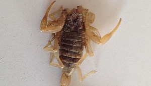 AKREBİN SOKTUĞU BEBEK ÖLDÜ 