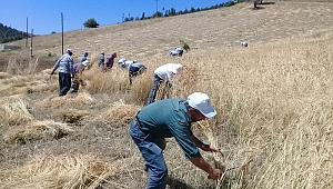 ATA YADİGARI ELLİK VE ORAKLA EKİN BİÇİYORLAR 