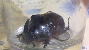 DÜNYANIN EN NADİR BÖCEĞİNİ BULDU 