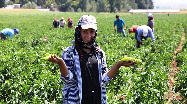 KAHRAMANMARAŞ’TA TURŞULUK BİBER ÜRETİMİNE BAŞLANDI