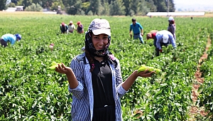 KAHRAMANMARAŞ’TA TURŞULUK BİBER ÜRETİMİNE BAŞLANDI 