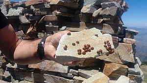 KAHRAMANMARAŞ’TA UĞUR BÖCEKLERİ ŞENLİĞİ ZAMANI 