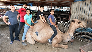 OTOMOBİL FİYATINA KURBANLIK DEVE 