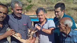 YARALI DAĞ KEÇİSİNE ŞEFKAT ELİ 