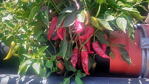 BÜYÜKŞEHİR’DEN MARAŞ BİBERİ’NE DESTEK