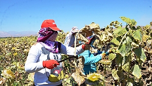 ELBİSTAN’DA ÇİFTÇİLERİN BEYAZ ALTIN HASADI