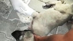 HASTANE PERSONELİ AYAĞI KIRIK KÖPEK İÇİN SEFERBER OLDU 
