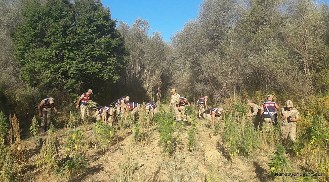 KAHRAMANMARAŞ’TA BİN 873 KÖK KENEVİR ELE GEÇİRİLDİ