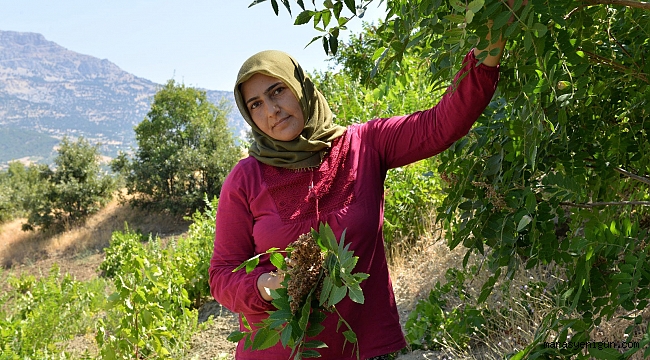 KAHRAMANMARAŞ’TA SUMAK EKŞİSİ HASADI BAŞLADI