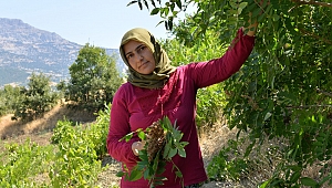 KAHRAMANMARAŞ’TA SUMAK EKŞİSİ HASADI BAŞLADI 