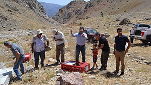 NURHAK'TA BİN 500 KEKLİK DOĞAYA KANAT ÇIRPTI 