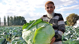 DEV LAHANALARIN HASADI BAŞLADI 