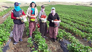 YEDİVEREN ÇİLEĞİ, ÇİFTÇİNİN UMUDU OLDU 