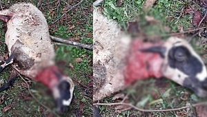 AÇ KALAN KÖPEKLER KOYUNLARA SALDIRDI