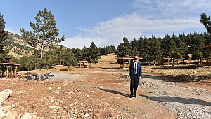 BU AĞAÇLAR ARTIK YALNIZ DEĞİL