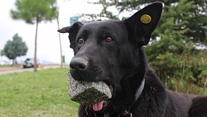 YAVRULARINI KAYBEDEN KÖPEK AĞZINDAKİ TAŞI YAVRUSU SANIYOR