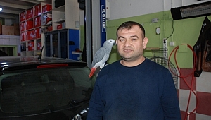 BU PAPAĞAN KEDİ GİBİ MİYAVLIYOR