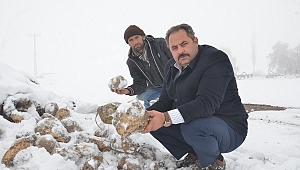 ELBİSTAN OVASI'NDA ÇİFTÇİLERİN YÜZLERCE TON ŞEKER PANCARI KAR ALTINDA KALDI. 