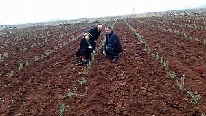 KİLİS LAVANTA İLE BULUŞUYOR 