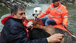 KAYALIKLARDA MAHSUR KALAN KEÇİLER BOTLA KURTARILDI 
