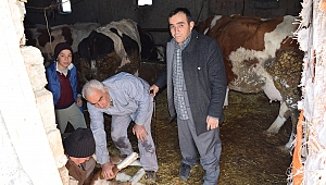 AYAKLARI TERS DOĞAN BUZAĞI İÇİN İLGİNÇ ÇÖZÜM 