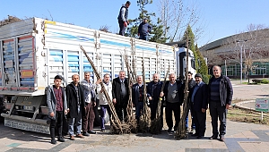 BÜYÜKŞEHİR’DEN ÇİFTÇİLERE CEVİZ FİDANI