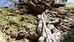 BU İNCİR AĞACI GÖRENLERİ ŞAŞIRTIYOR 