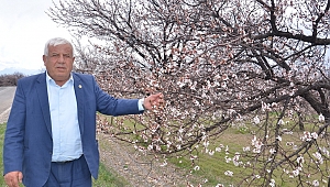 ELBİSTAN’DA ÇİÇEK AÇAN KAYISI AĞAÇLARI ÇİFTÇİYİ UMUTLANDIRDI 