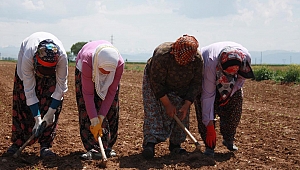  ELBİSTAN’DA TARIM İŞÇİLERİNİN YEVMİYESİ 58 TL OLDU 